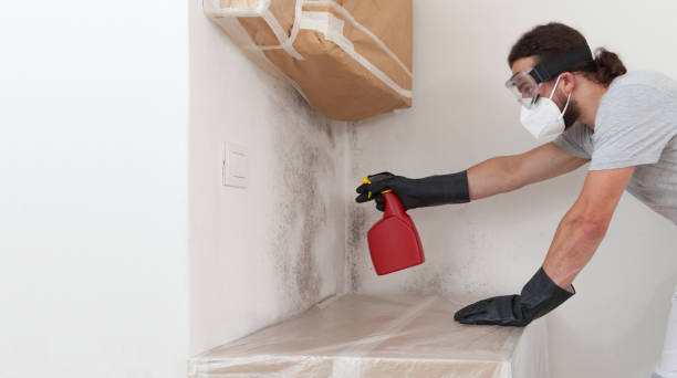 Professional Black Mold Remediation technician working in Trenton, IL