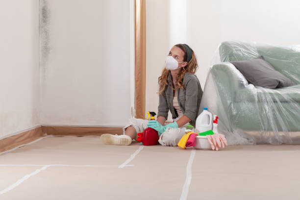 Reliable Black Mold Remediation contractor in Trenton, IL by Mold Remediation HQ