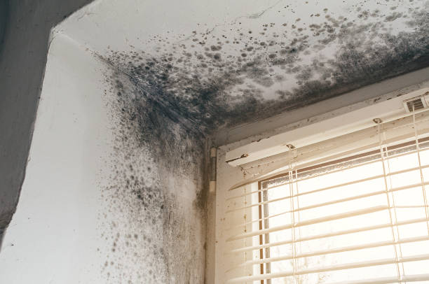 Affordable Black Mold Remediation solutions in Trenton, IL
