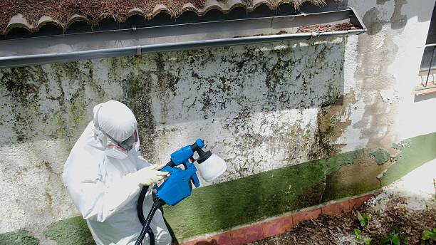 Top rated local Black Mold Remediation specialists in Trenton, IL